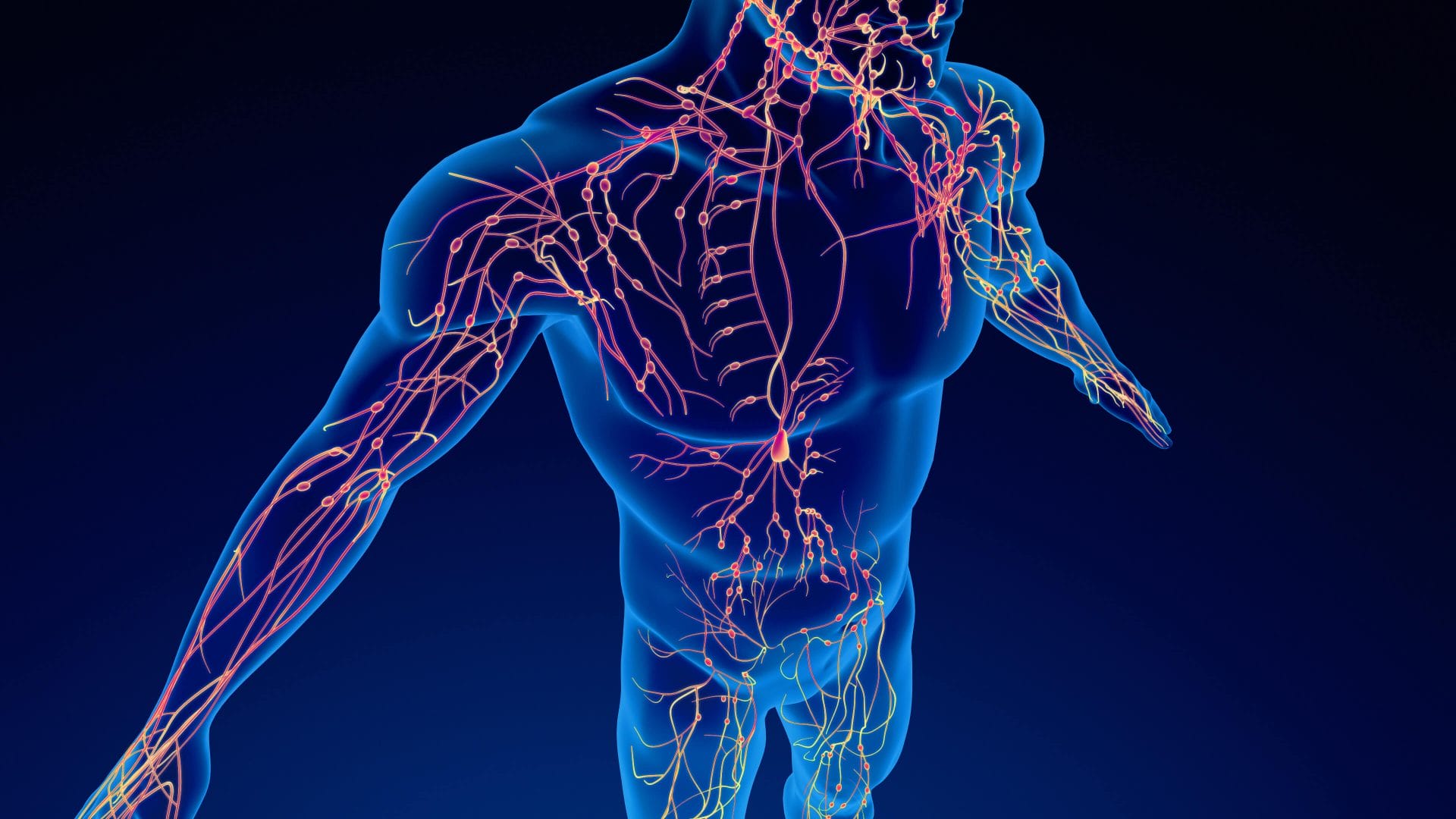 lymphatic system